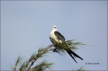 Elanoides-forficatus;Kite;Swallow-tailed-Kite;Birds-of-Prey;curved-beak;hunter;h